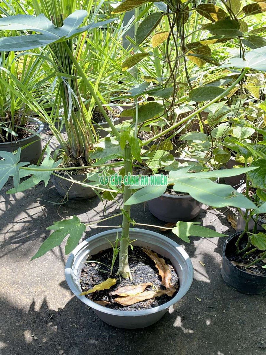 Cây Giống Đu Đủ Lùn