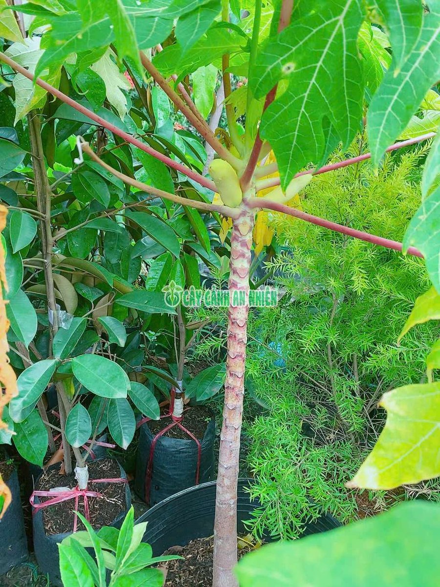 Cây Đu Đủ Tím