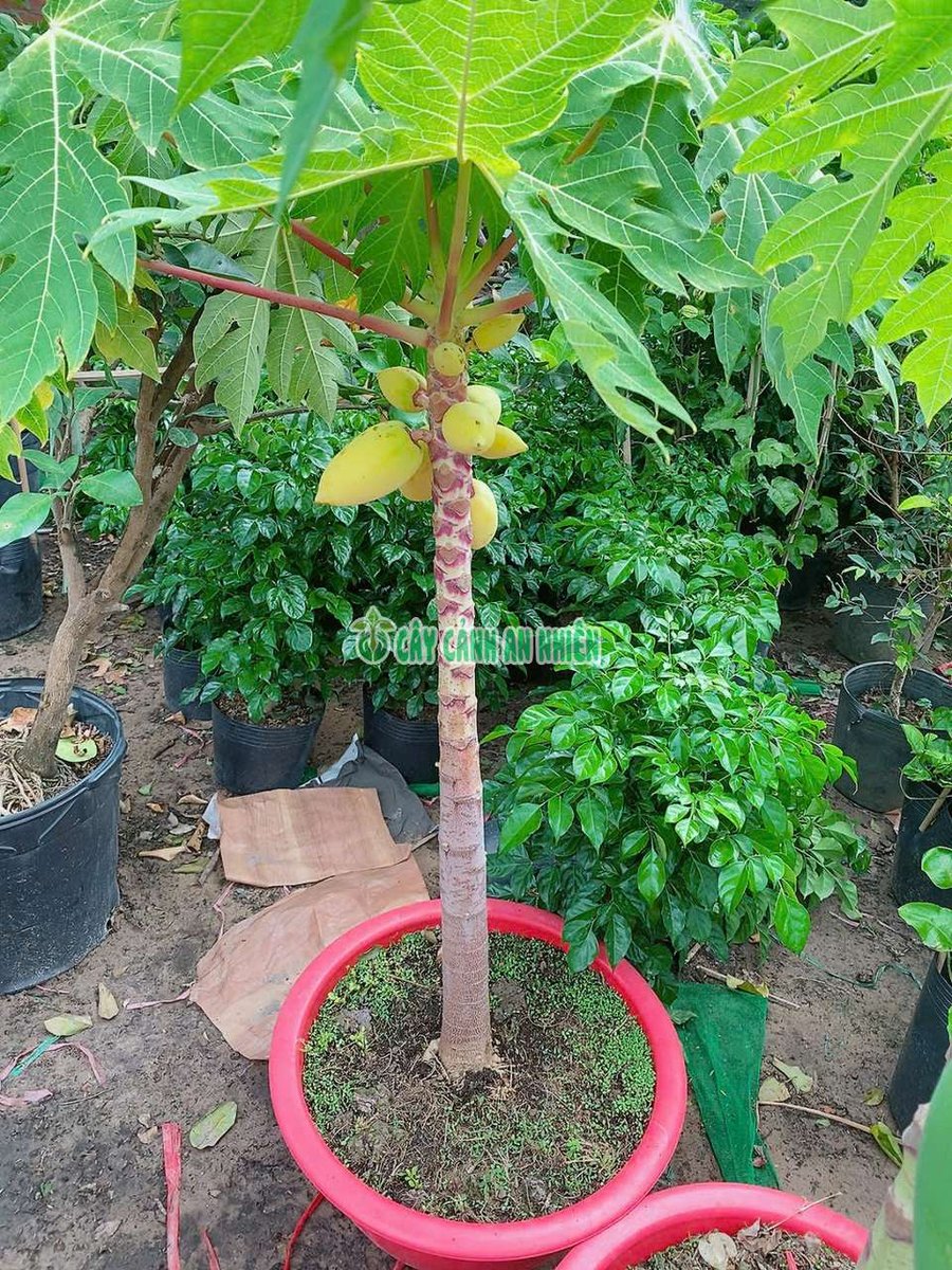 Cây Đu Đủ Vàng 1m
