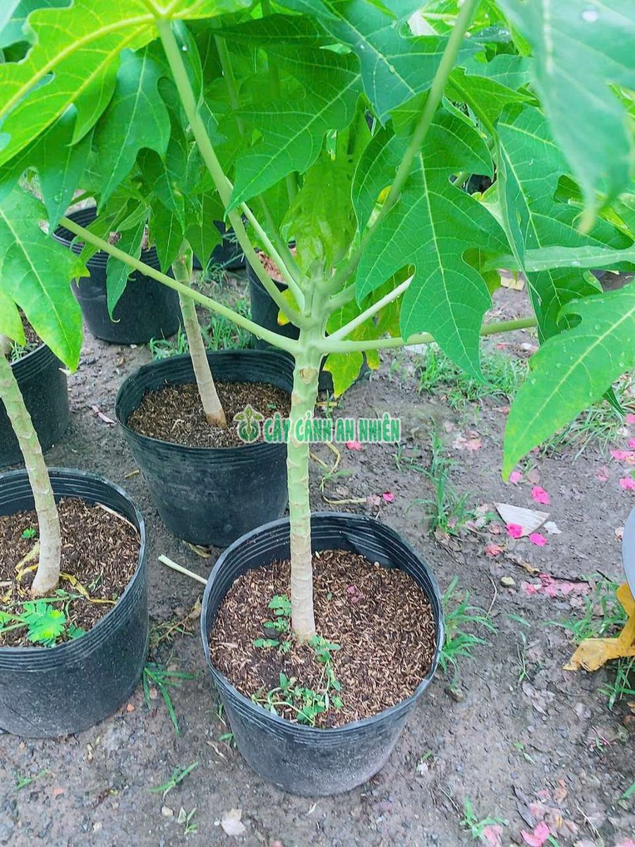 Cây Đu Đủ Xanh Cao 1m