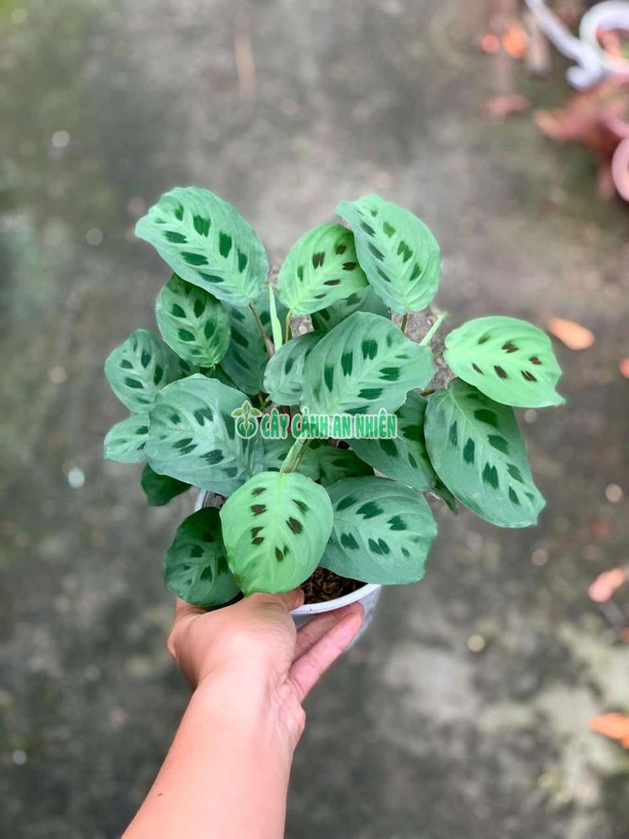 Cây Đuôi Công Đốm Xanh