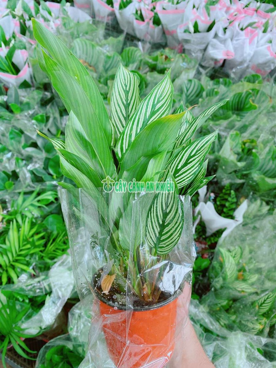 Cây Đuôi Công Sọc Trắng