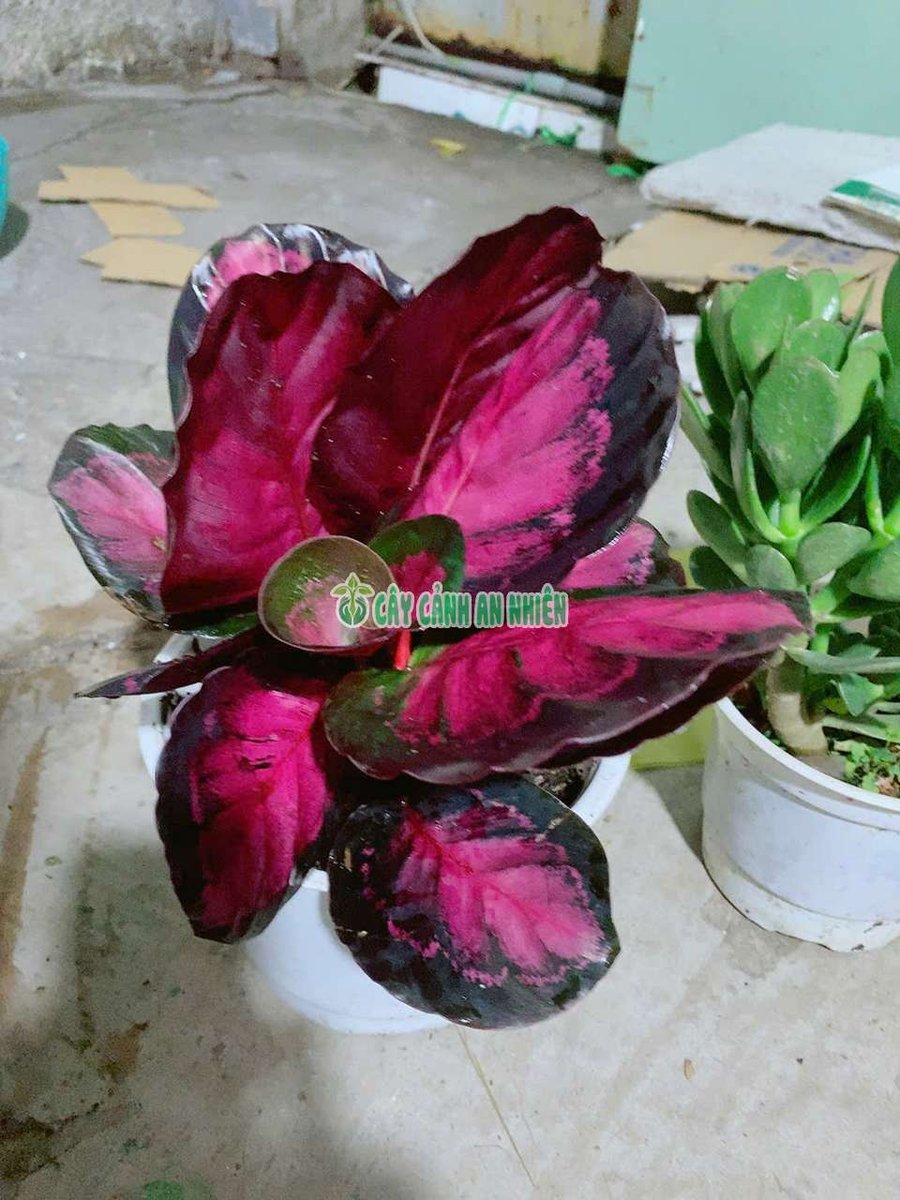 Cây Đuôi Công Hồng