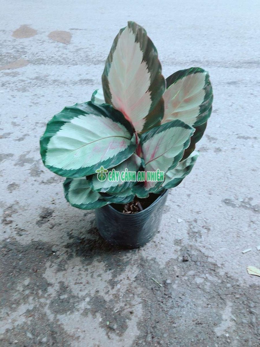 Cây Đuôi Công Trắng Hồng