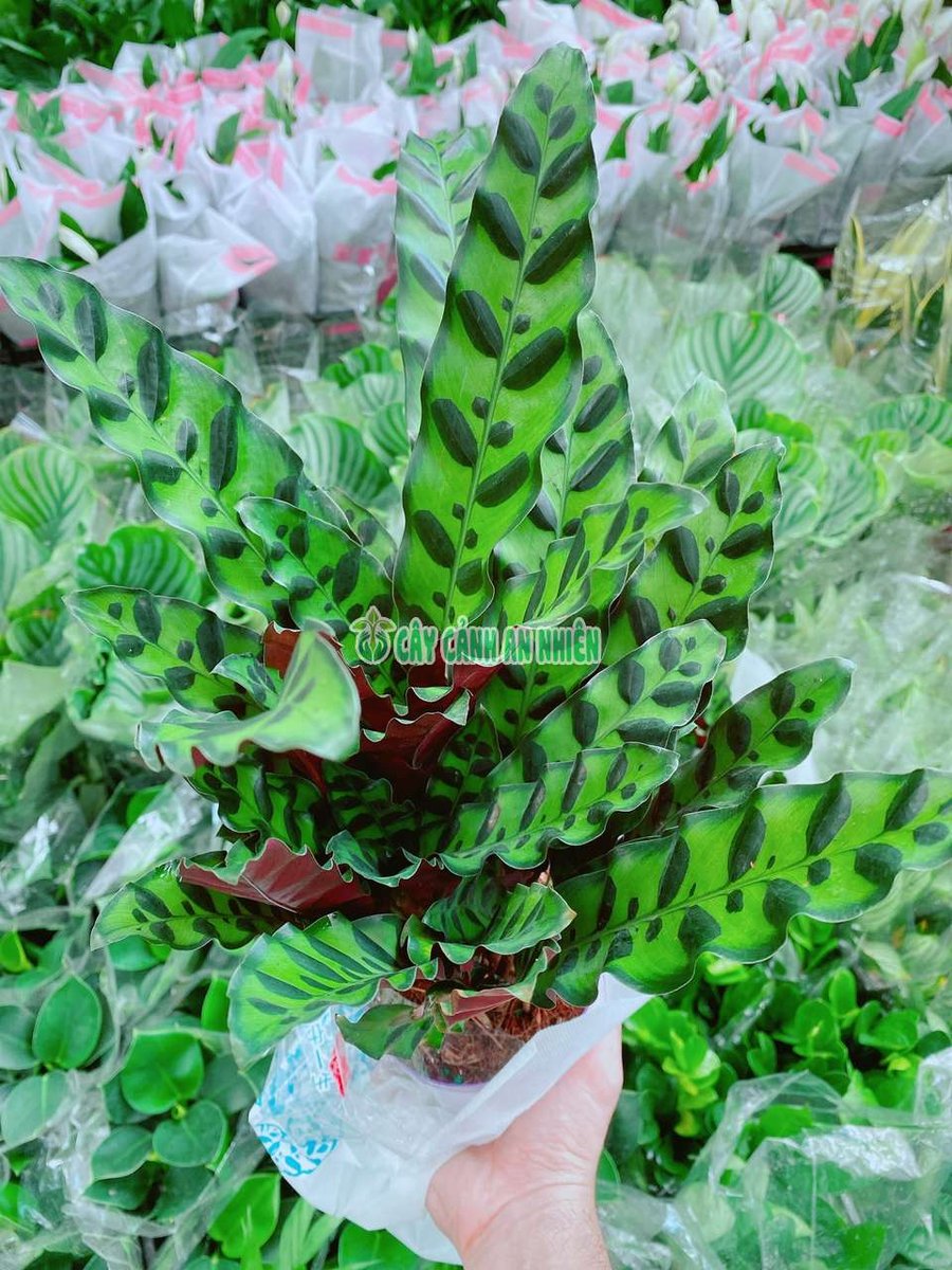 Cây Đuôi Công Đuôi Phụng