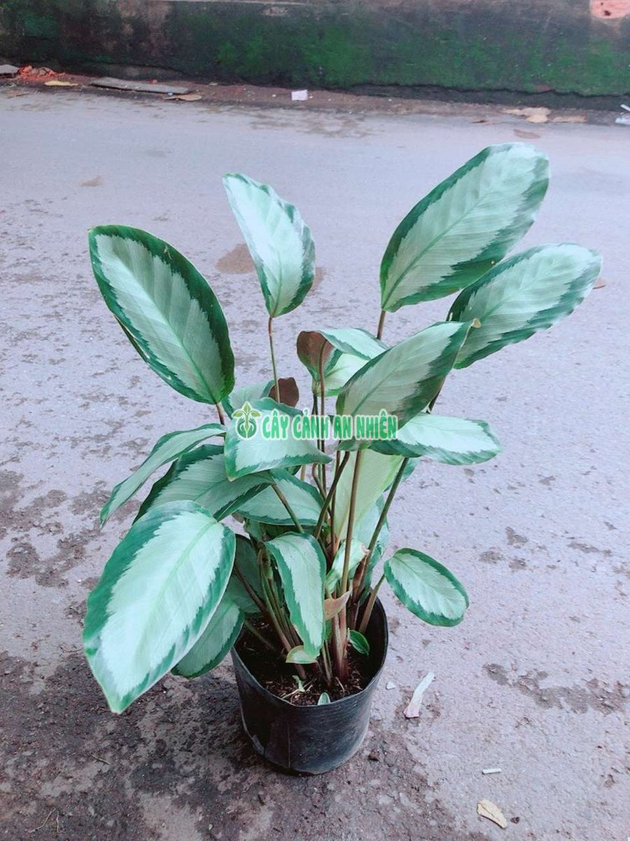 Đuôi Công Bạc Viền Xanh