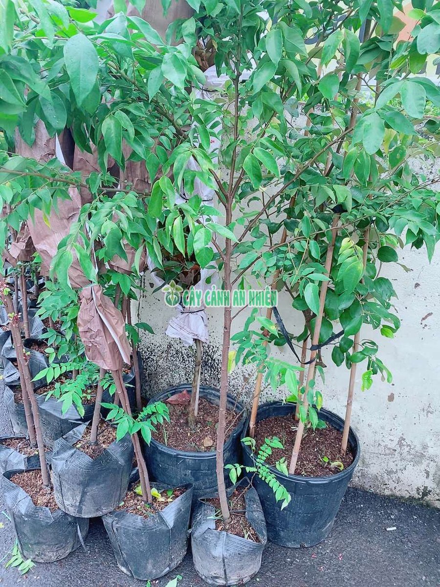Cây Khế Một Cốt 1m-1m5 (Dáng Tree)