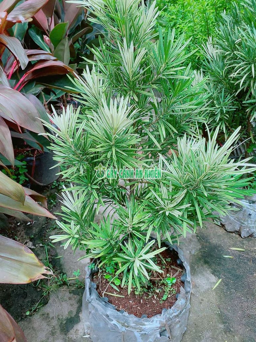Cây Tùng La Hán Cẩm Thạch 60-70cm