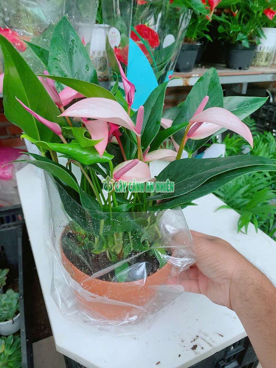 Cây Hồng Môn Tím