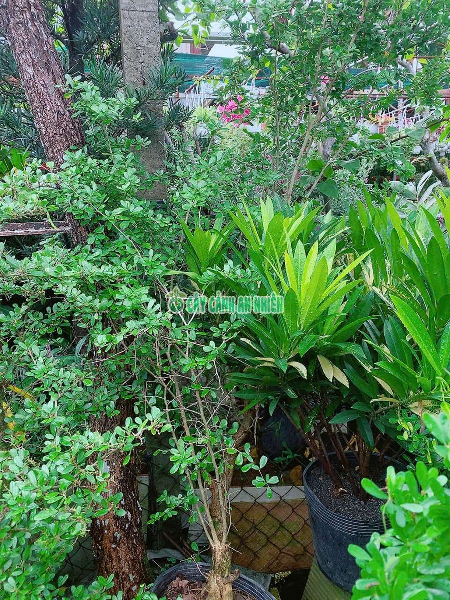 Cây Linh Sam Lớn 80cm-1m5