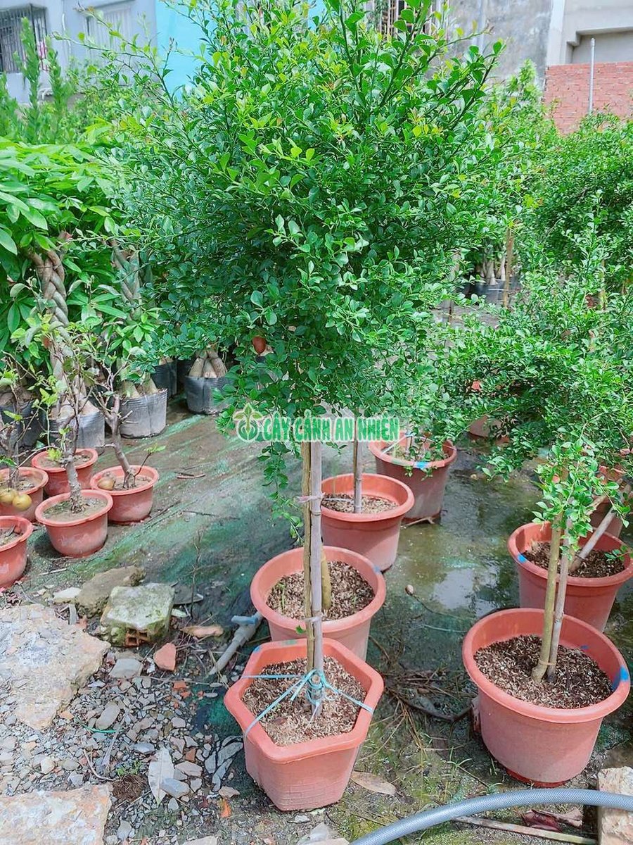 Cây Chanh Móng Tay Cao 1m3