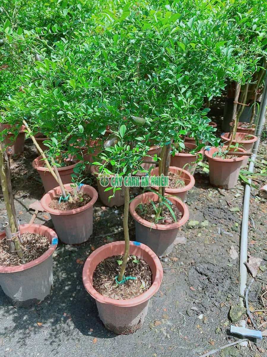 Cây Chanh Móng Tay Cao 1m Dáng Tree