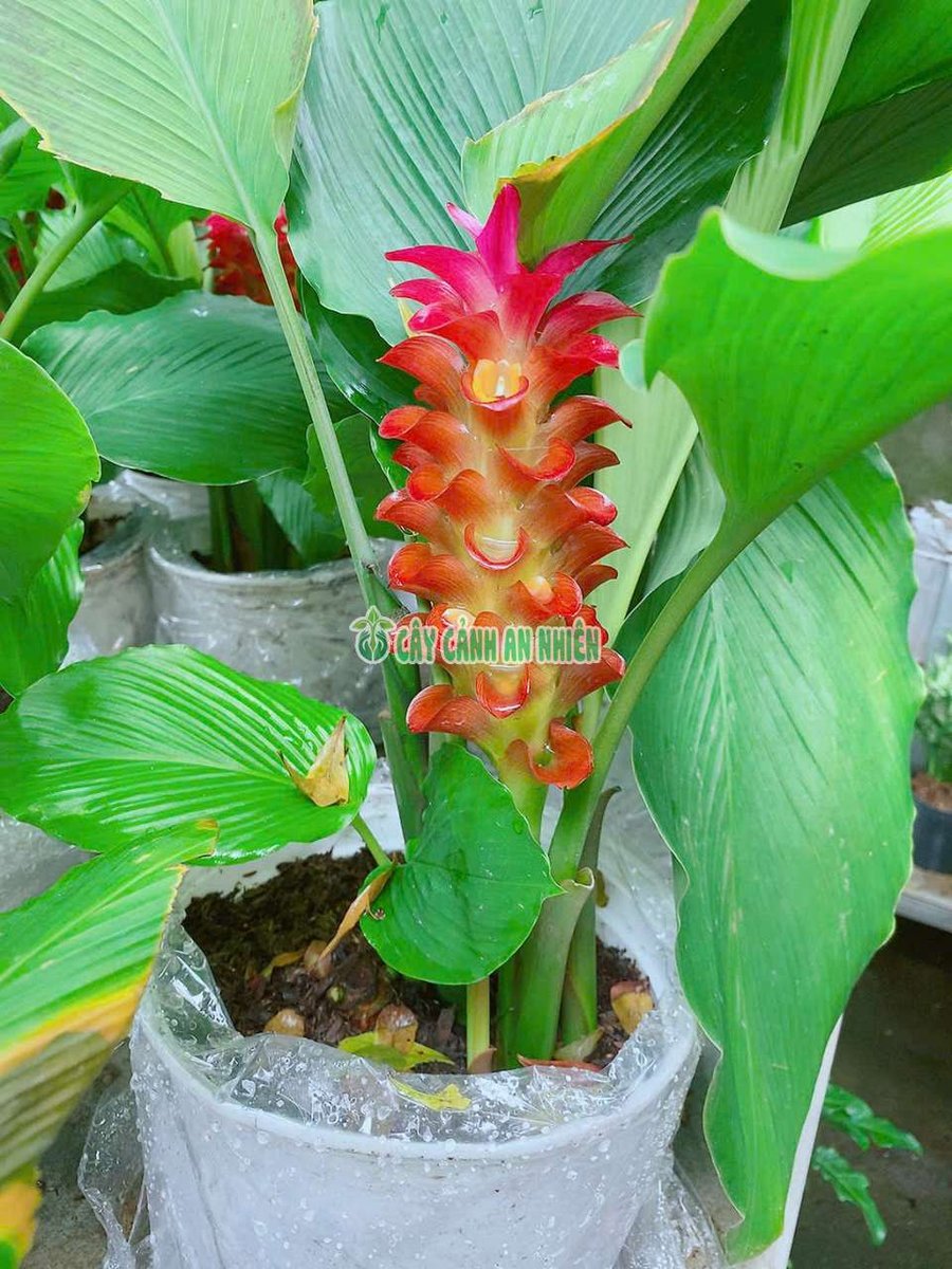 Cây Tulip Thái Lan (Nghệ Lá Từ Cô) 40cm