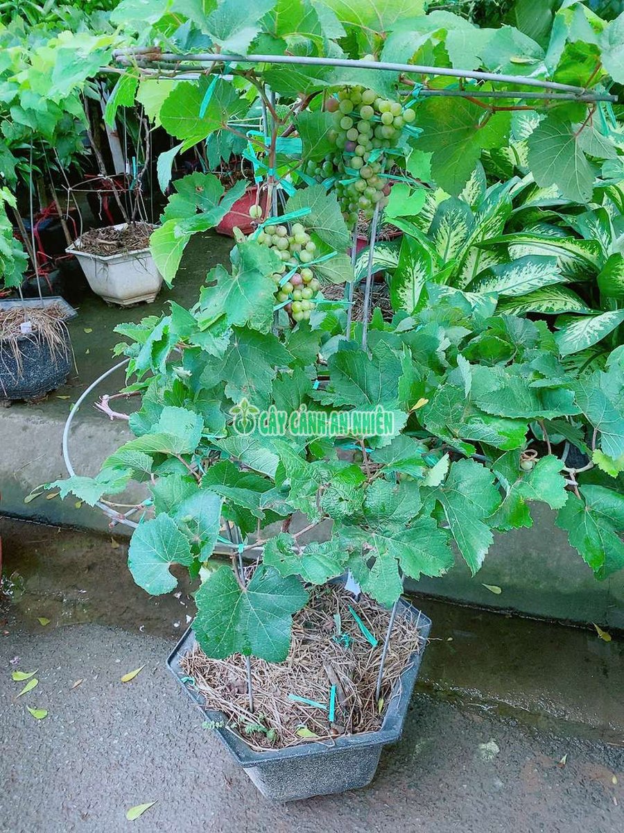 Nho Kẹo 2 Tầng 1m2