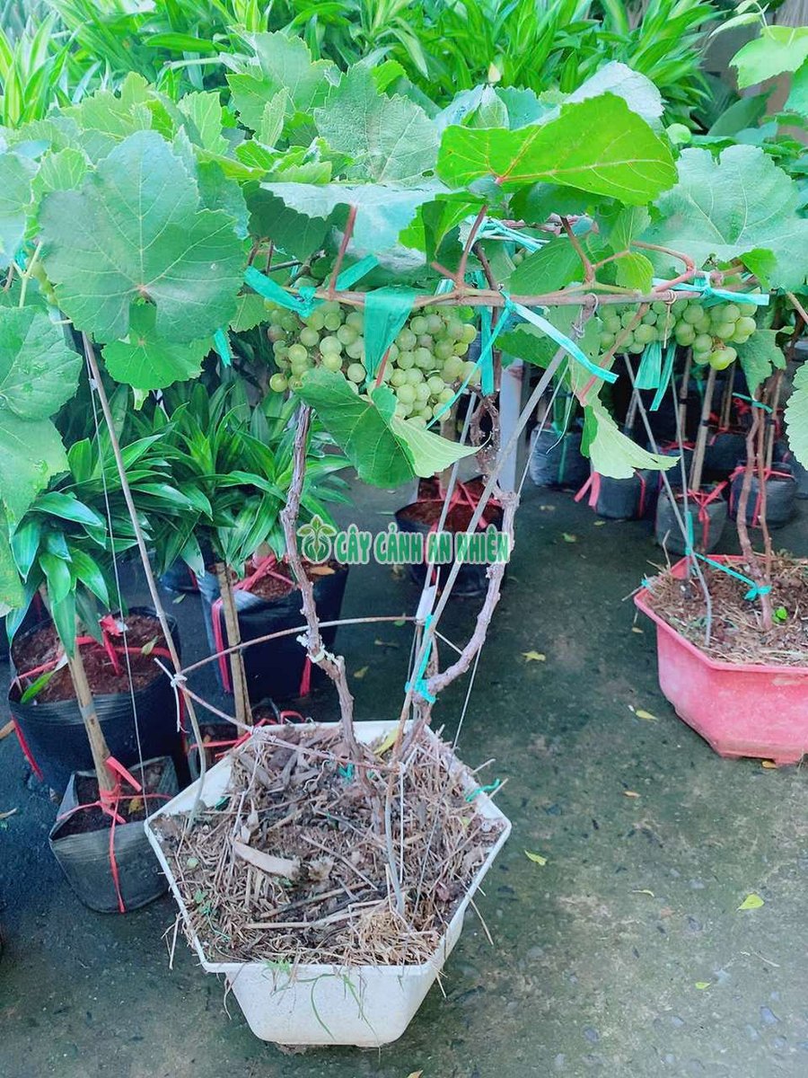 Cây Nho Kẹo 1m
