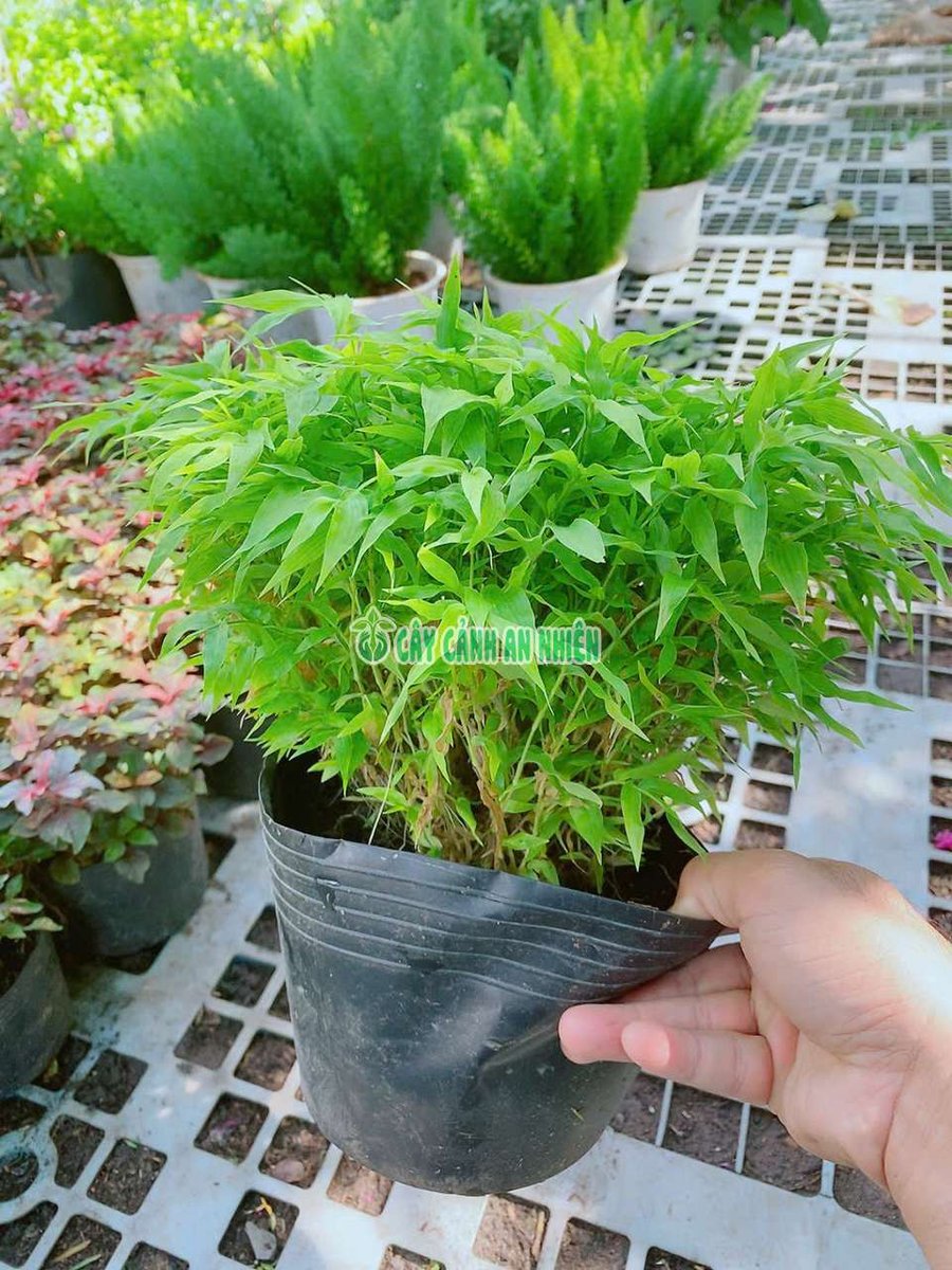 Cây Trúc Tâm Hoặc Trúc Chỉ