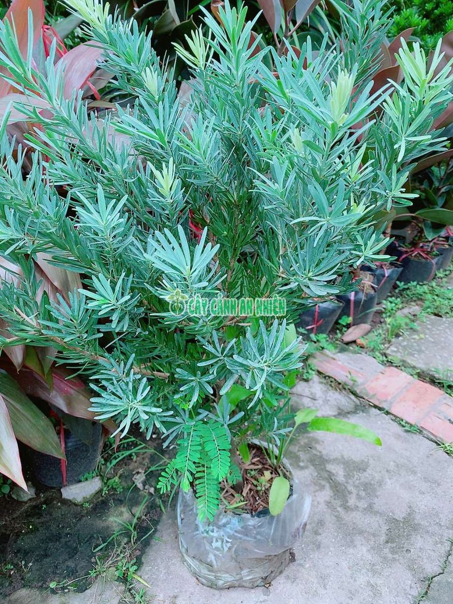 Cây Tùng Lá Hán Lá Bạc 60-70cm