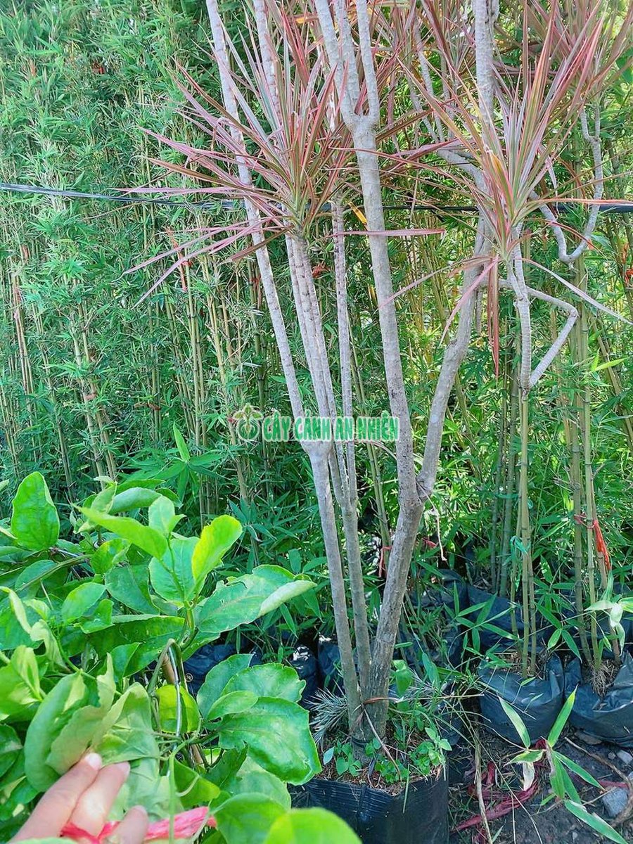 Cây Hoàn Kiếm Cao Hơn 2m (Phất Dụ Lá Nhuyễn hay Huyết Dụ Kiếm)