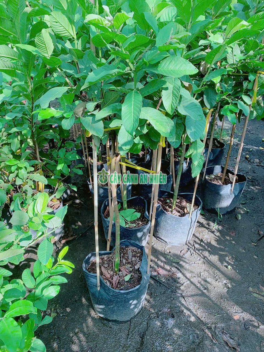 Cây Ổi Nữ Hoàng Dáng Tree (Một Cốt)