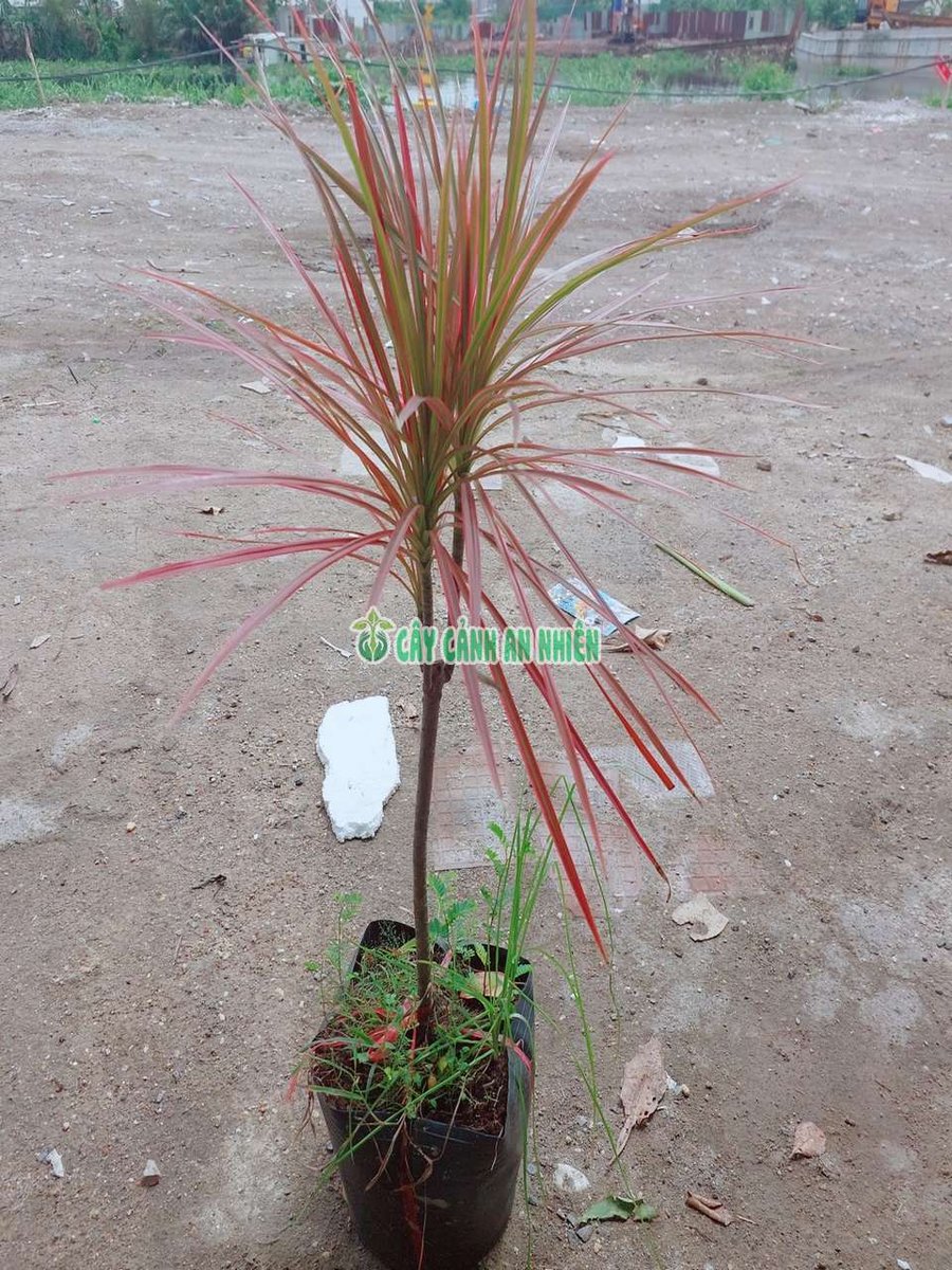 Cây Hoàn Kiếm 60-80cm (Phất Dụ Lá Nhuyễn hay Huyết Dụ Kiếm)