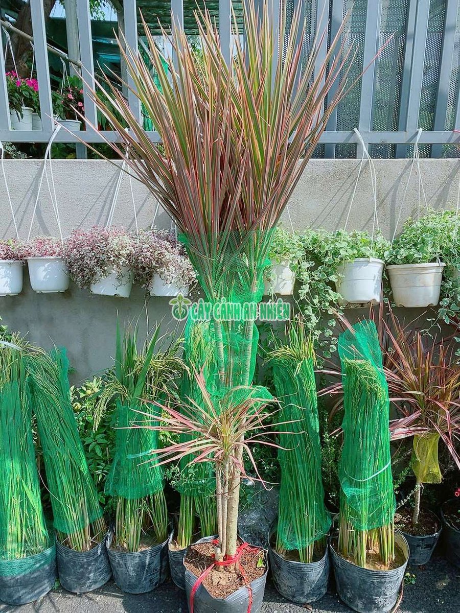 Cây Hoàn Kiếm 1m5-1m7 (Phất Dụ Lá Nhuyễn hay Huyết Dụ Kiếm)
