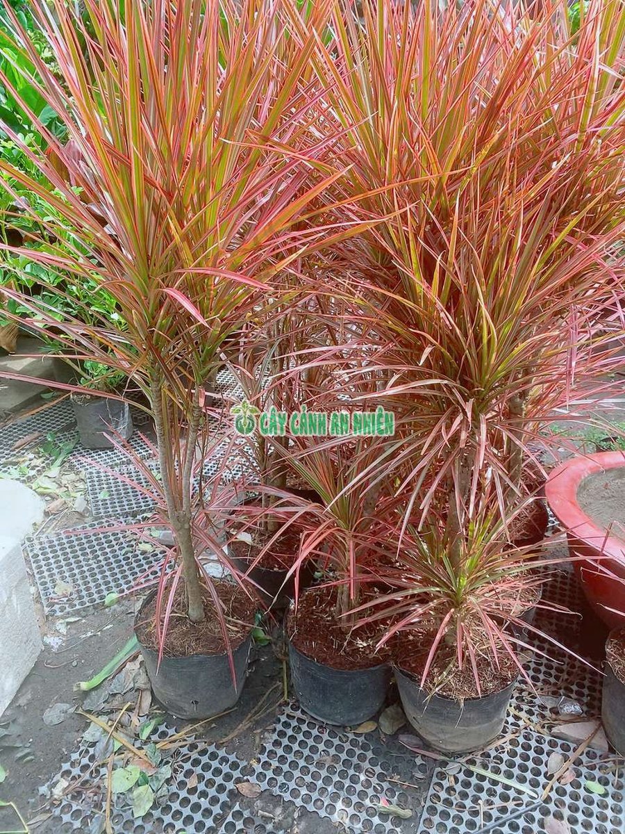 Cây Hoàn Kiếm 1m2 (Phất Dụ Lá Nhuyễn hay Huyết Dụ Kiếm)