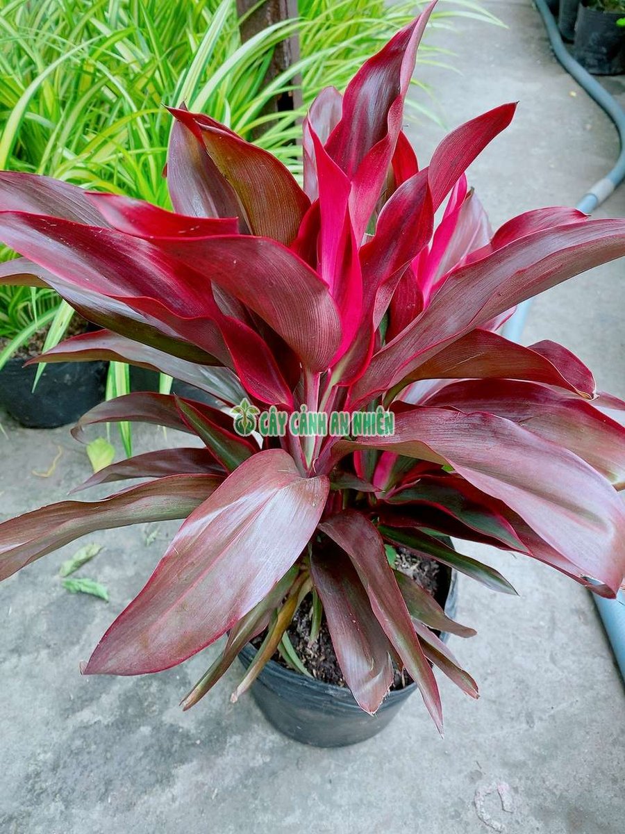 Cây Huyết Dụ Đỏ