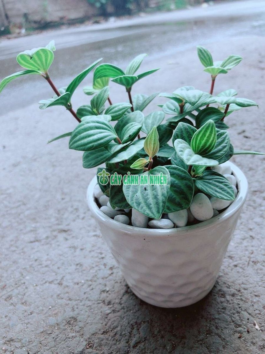 Chậu Cây Hột Xoàn