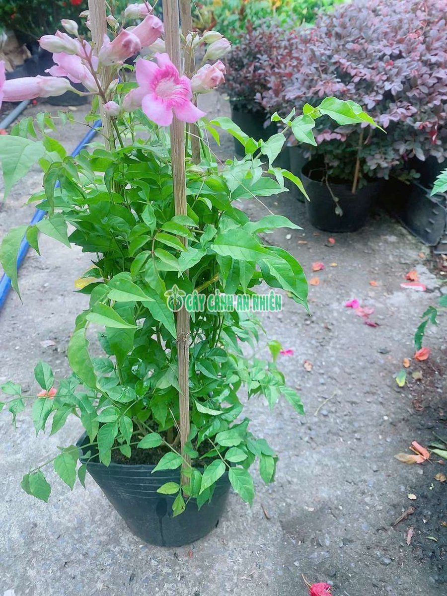 Hoa Hồng Phúc (Hồng Thiên Hương, Hồng Thiên Lý)