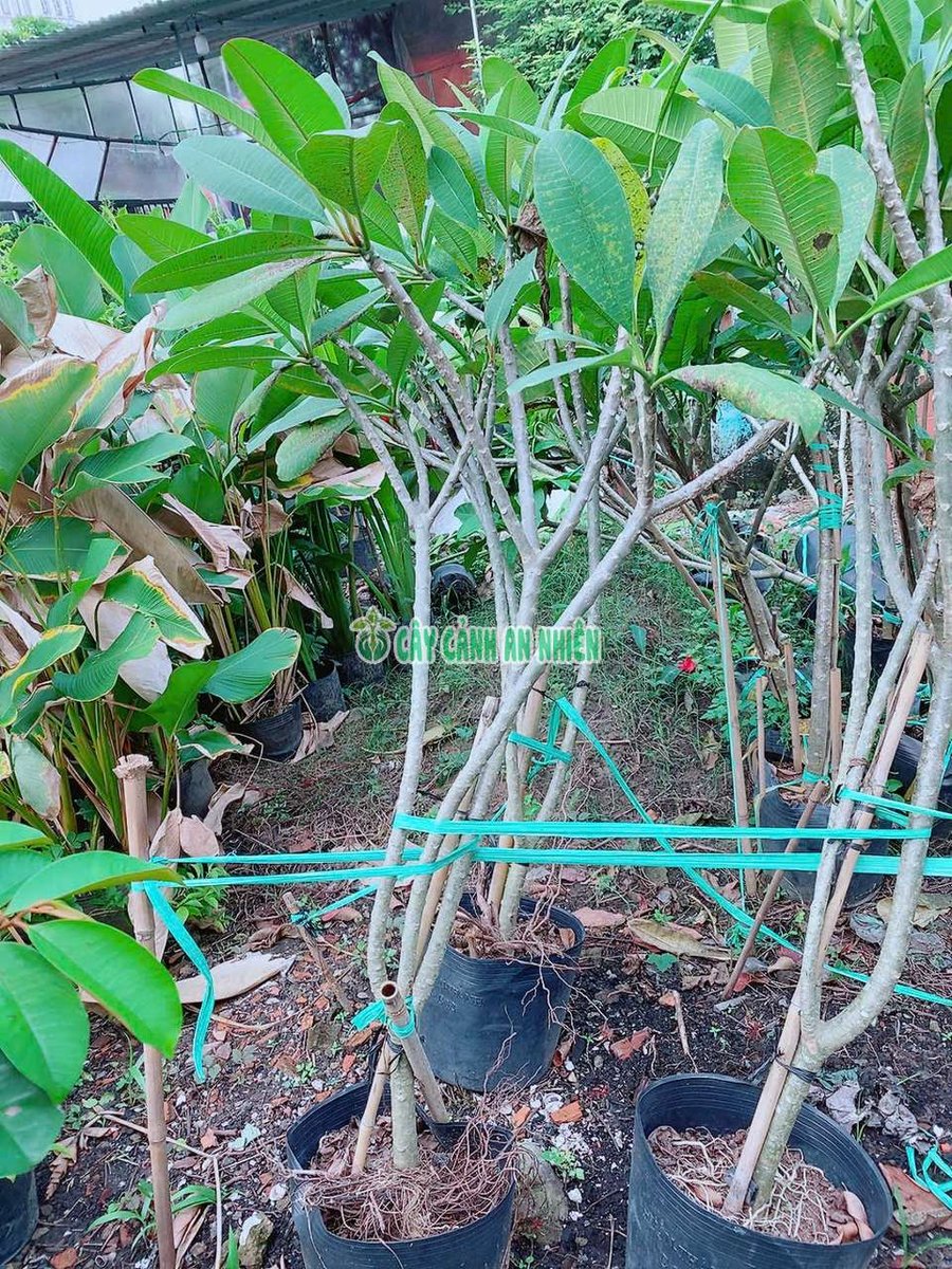 Cây Hoa Sứ Đỏ Lớn