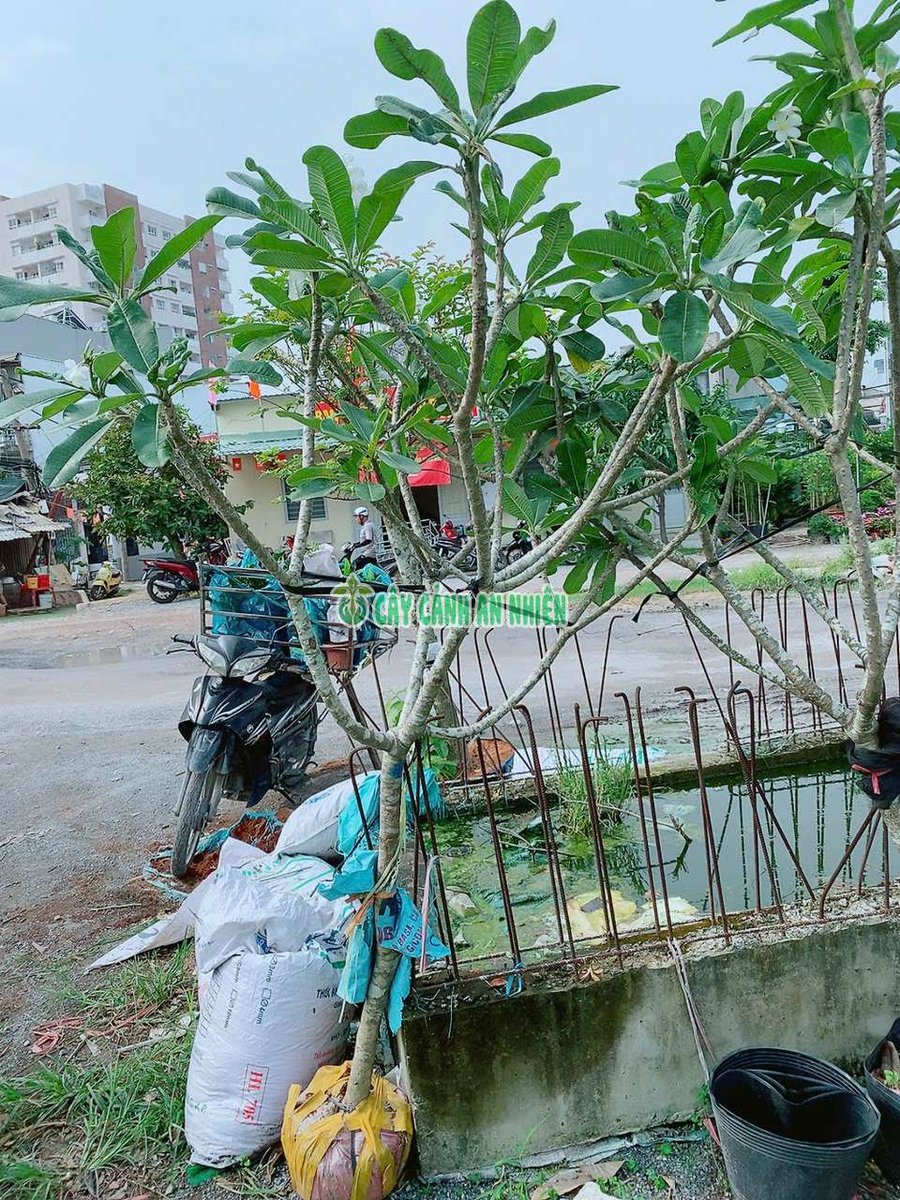 Cây Hoa Sứ Lớn 2m