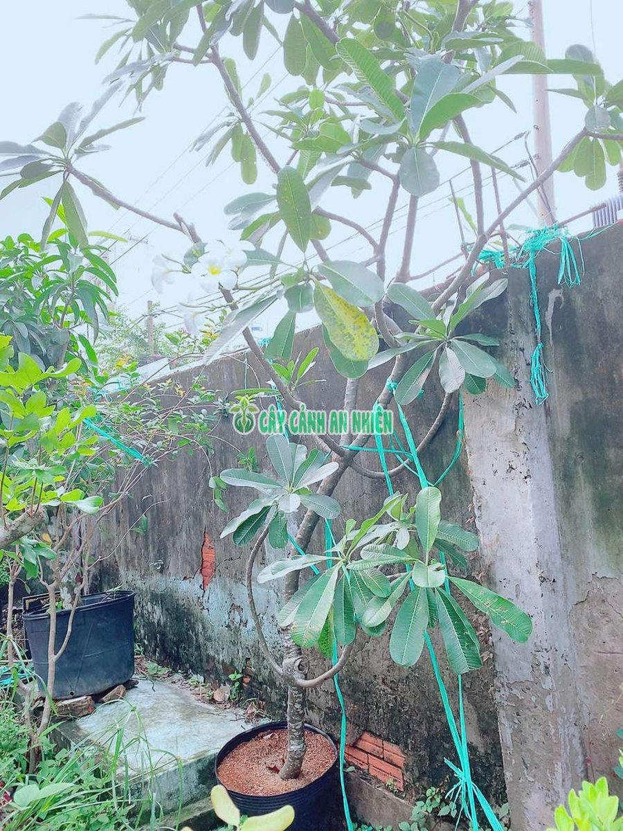 Cây Hoa Sứ Trắng 3m