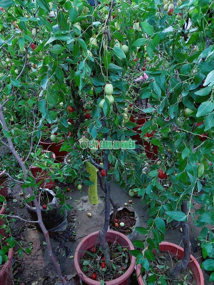 Cây Táo Tàu 1m5 Sẵn Trái