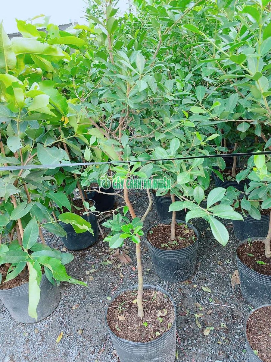 Cây Ổi Sim Nhật Dáng Tree Cao Hơn 1m