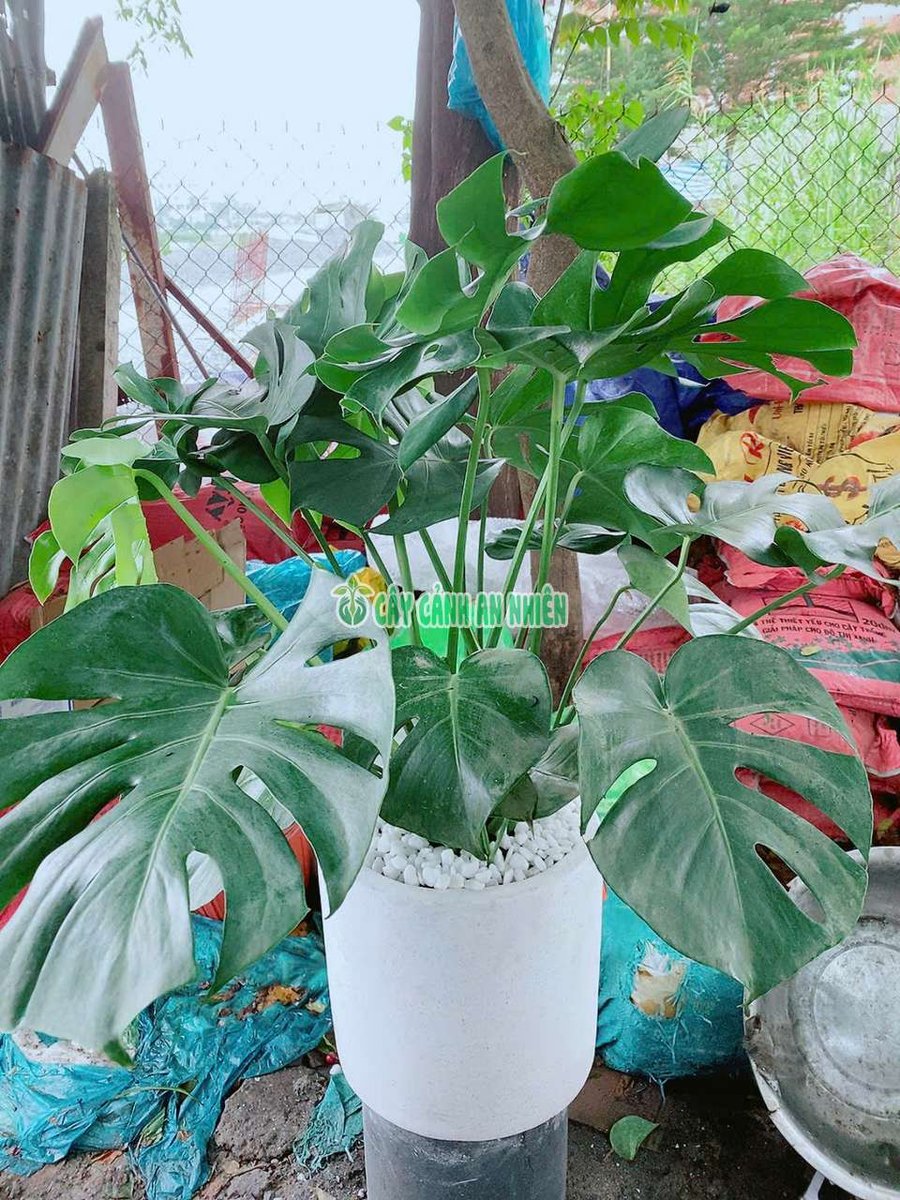Trầu Bà Lá Sẻ Kèm Chậu Xi Măng (Montera)