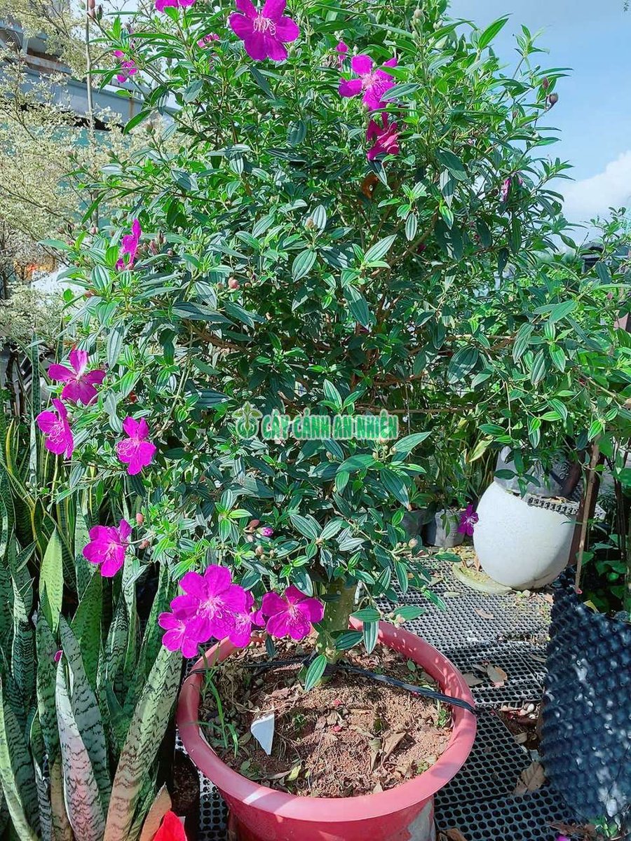 Cây Sim Thái Dáng Tree Lớn (Một Cốt)