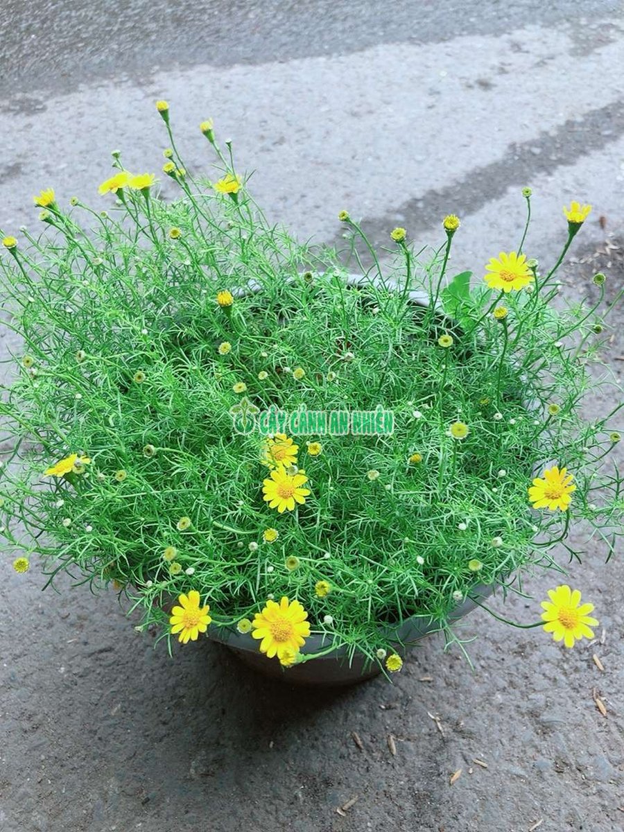 Chậu Cúc Sao Băng
