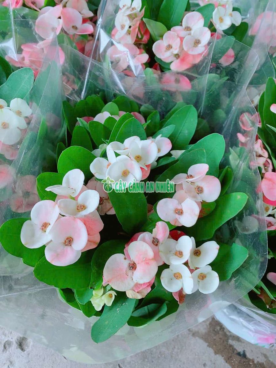 Xương Rồng Bát Tiên Hồng