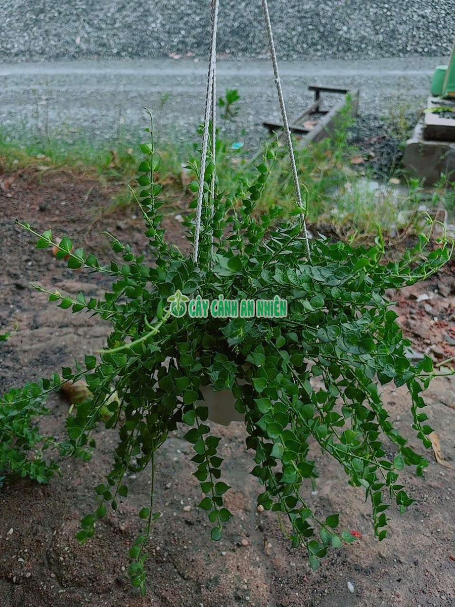 Cây Lan Tim (hay còn gọi là cây Khúc Thủy