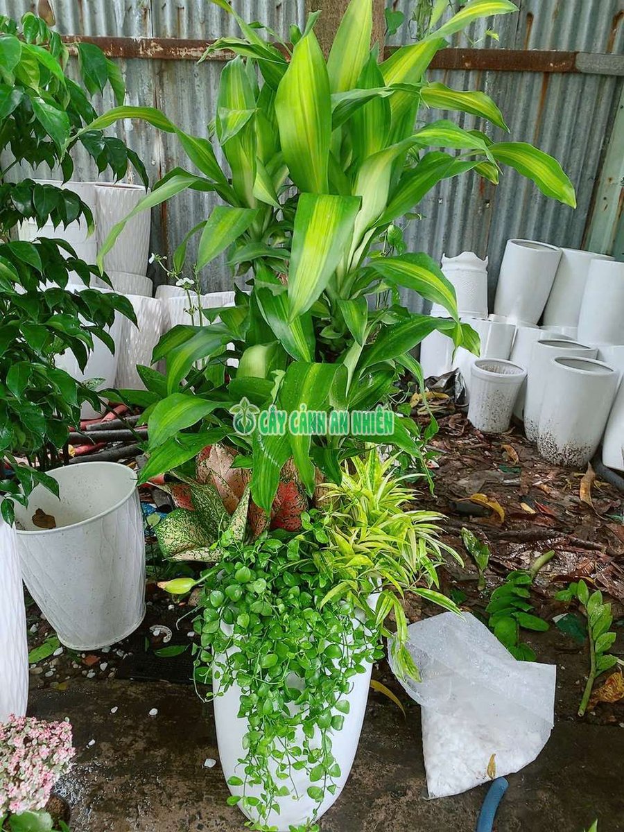 Chậu Thiết Mộc Lan Tiểu Cảnh