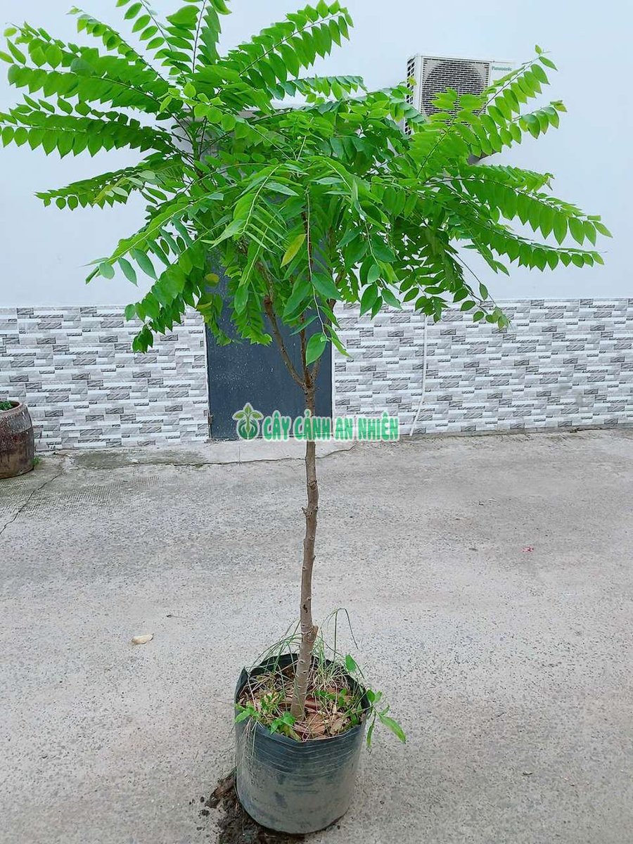 Cây Chùm Ruột Lớn