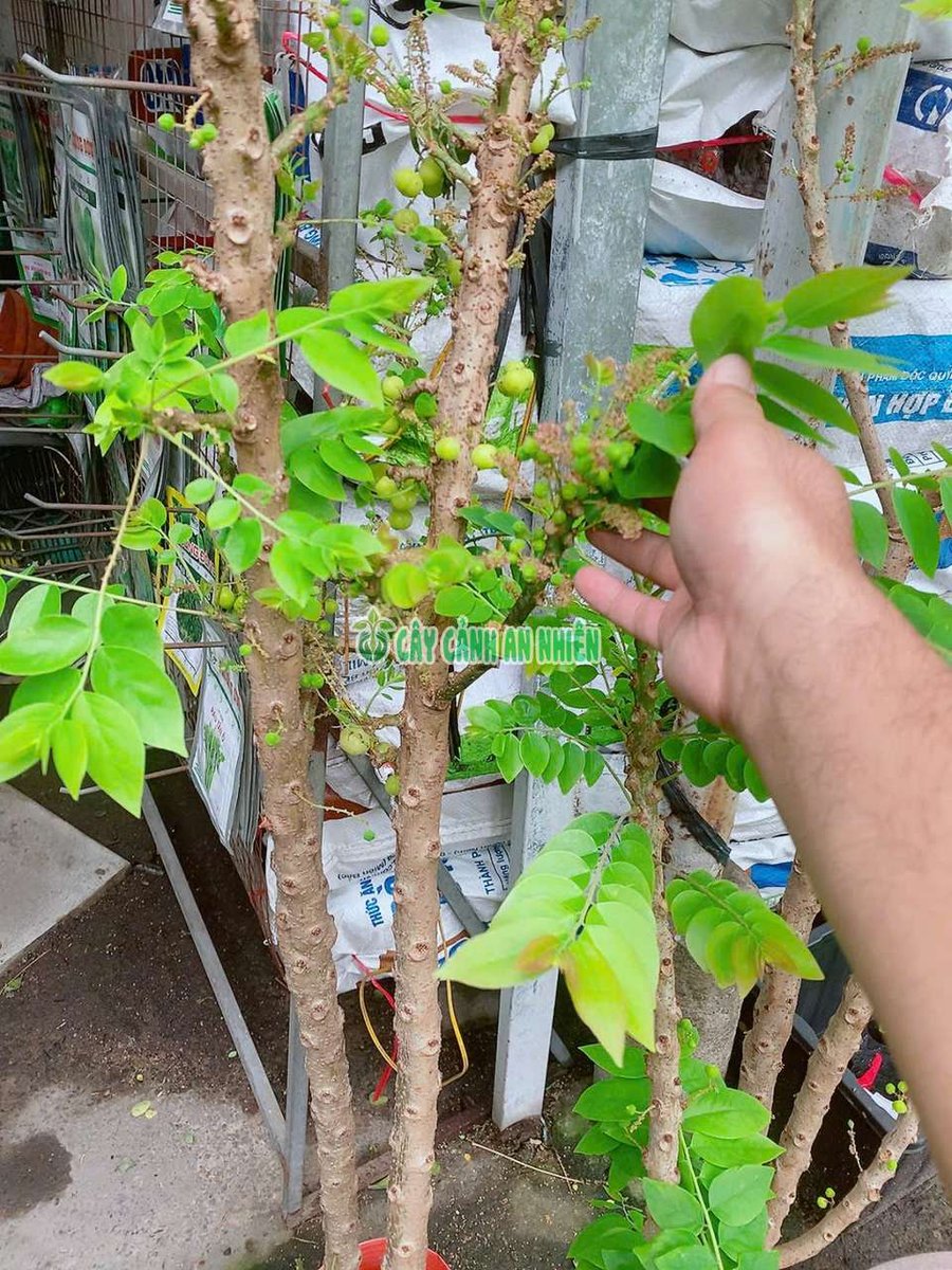 Cây Chùm Ruột Cho Sai Trái