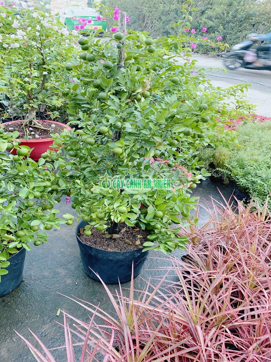 Cây Tắc Lớn
