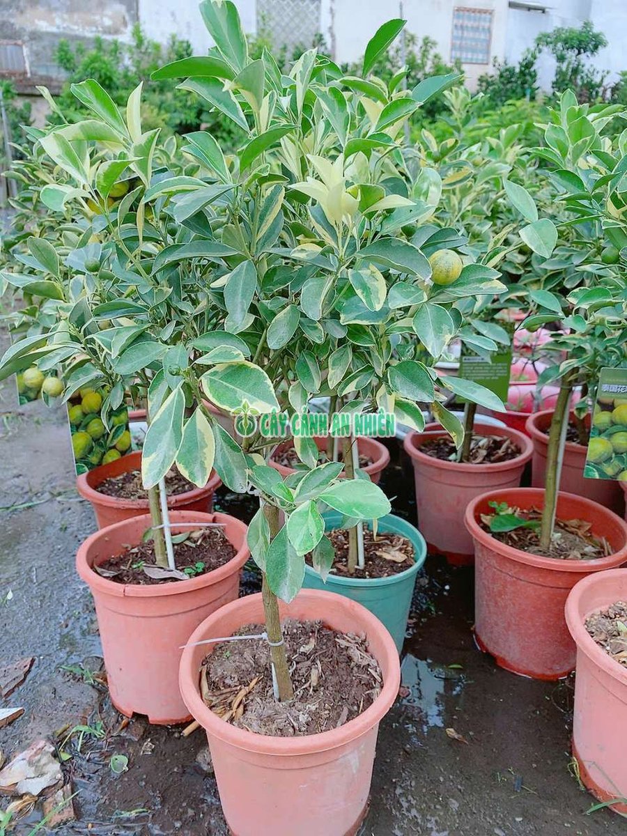 Cây Tắc Cẩm Thạch Một Cốt (Dáng Tree)