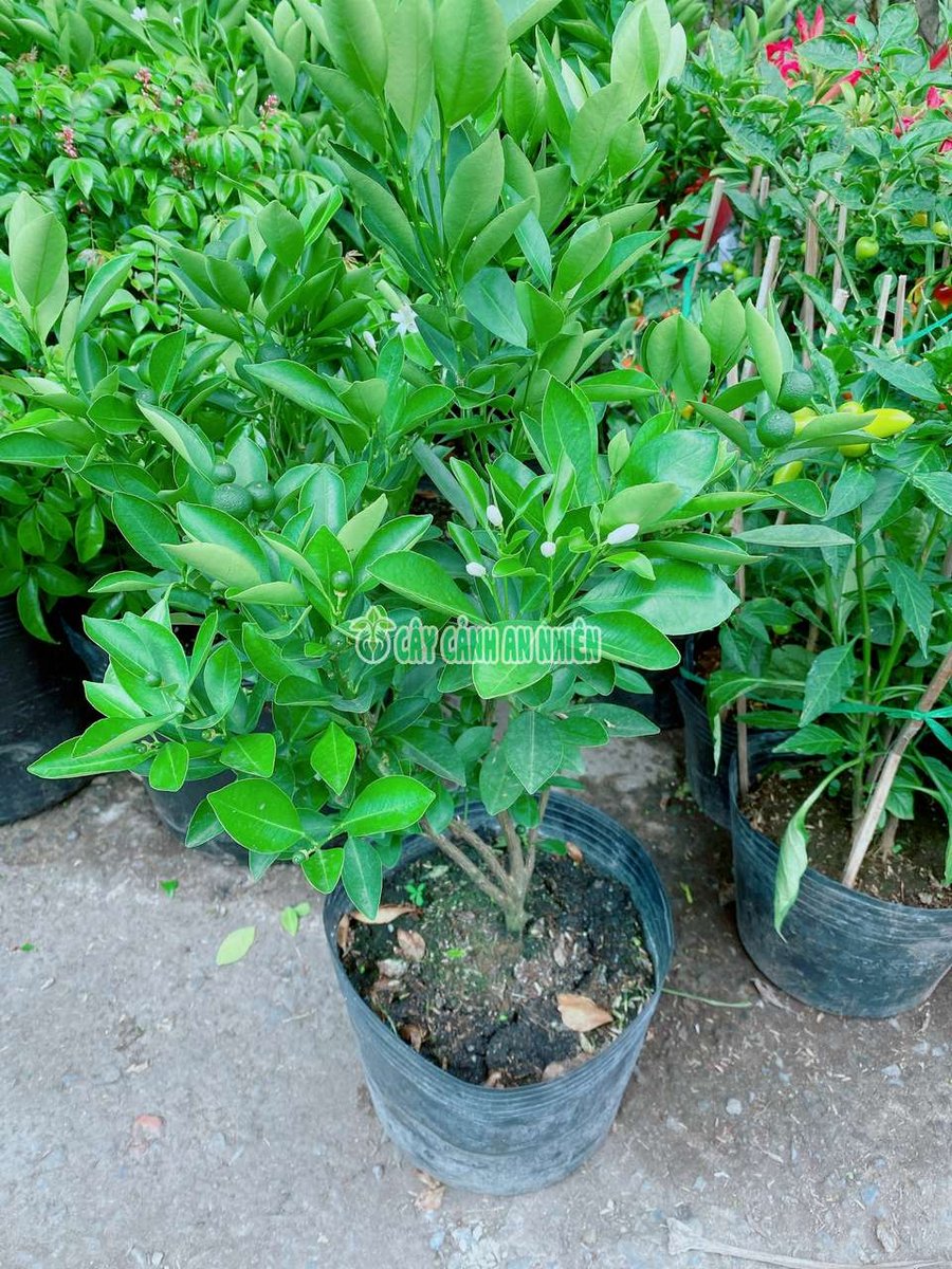 Cây Tắc Cho Sai Trái 60-70cm