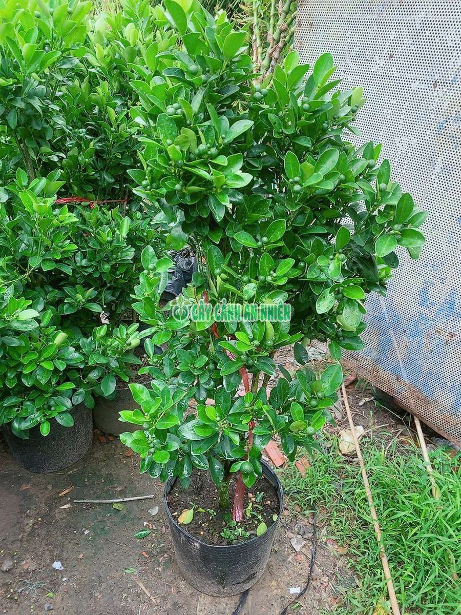 Cây Tắc Cao 1-1m2