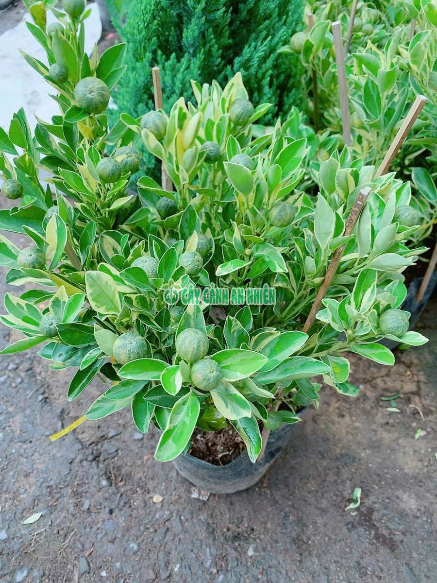 Cây Tắc Cẩm Thạch
