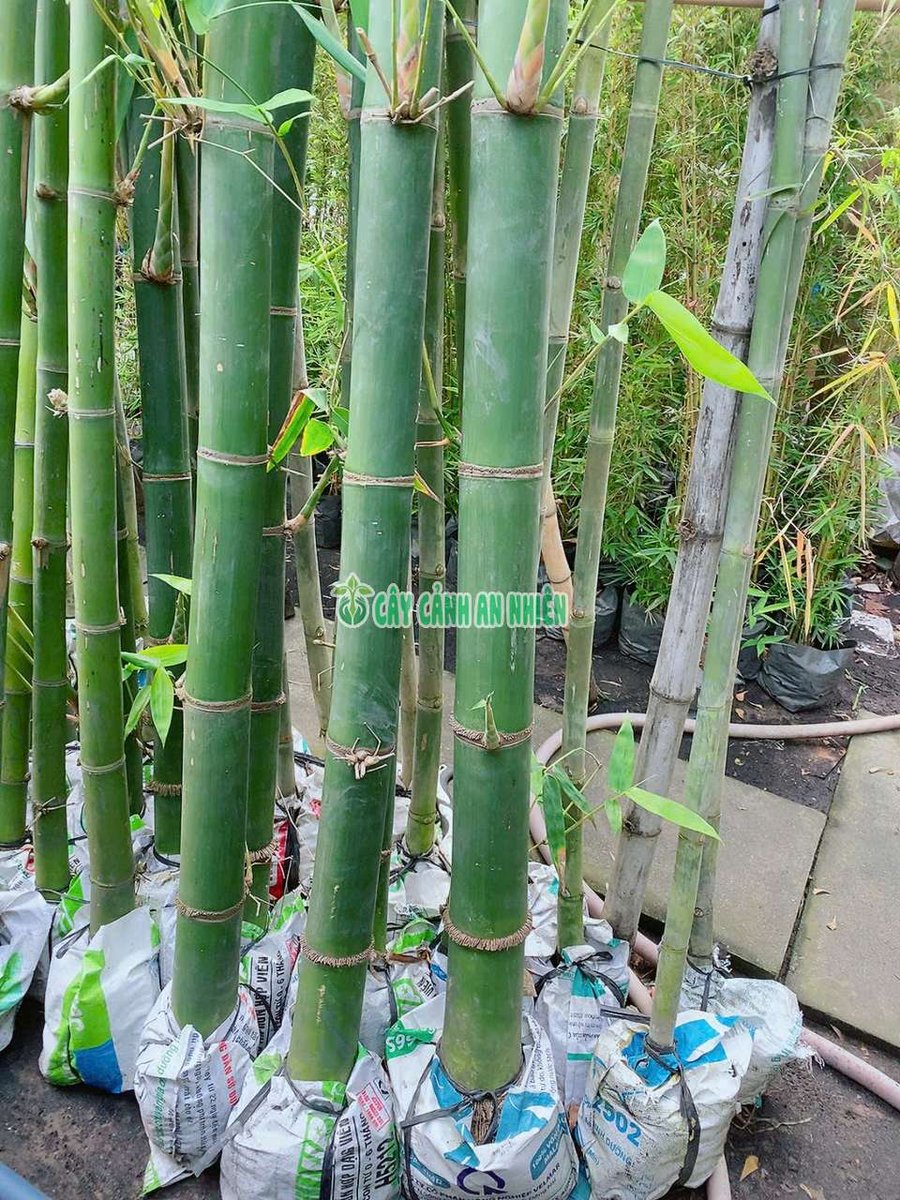 Cây Tre Xanh Lớn