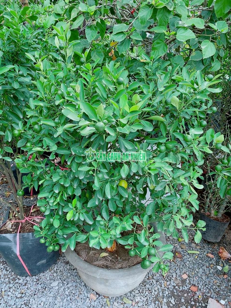 Chậu Cây Tắc Lớn Cao 90-100cm