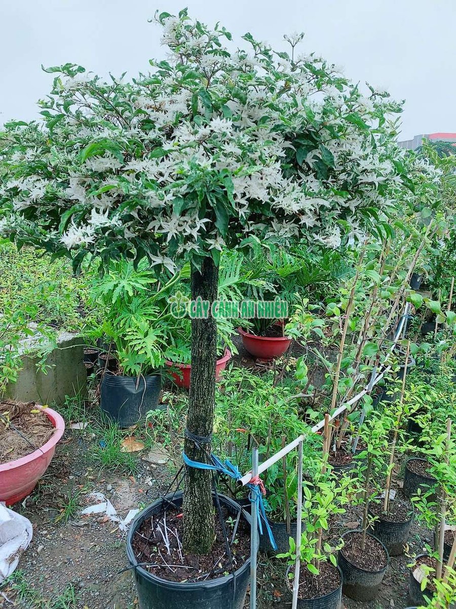 Cây Mai Chiếu Thủy Cẩm Thạch (mai chiếu thủy lá trắng, đột biến) 1m6